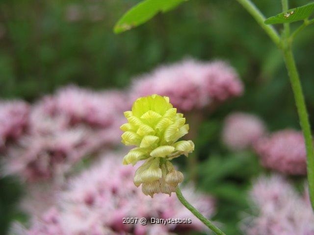 2007 08 Mare aux canes 14